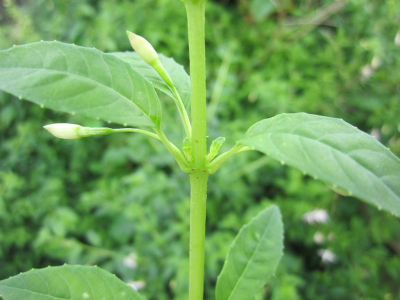 FUCHSIA  MAGELLANICA ALBA 20-07-2012 15-51-25.JPG