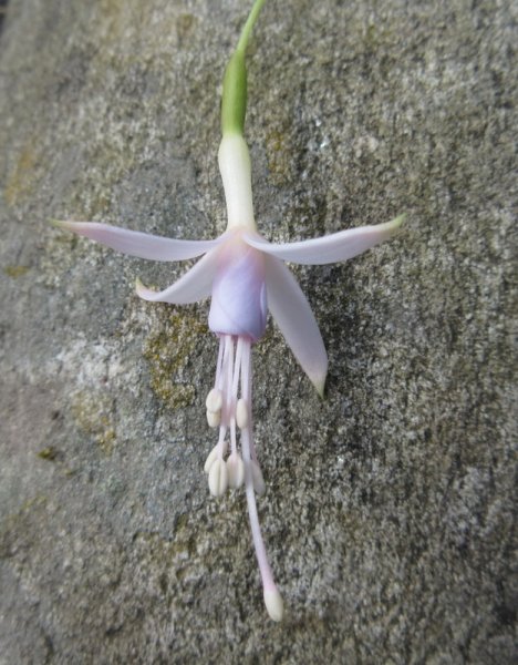 FUCHSIA  MAGELLANICA  ALBA 26-07-2020 11-30-47.JPG