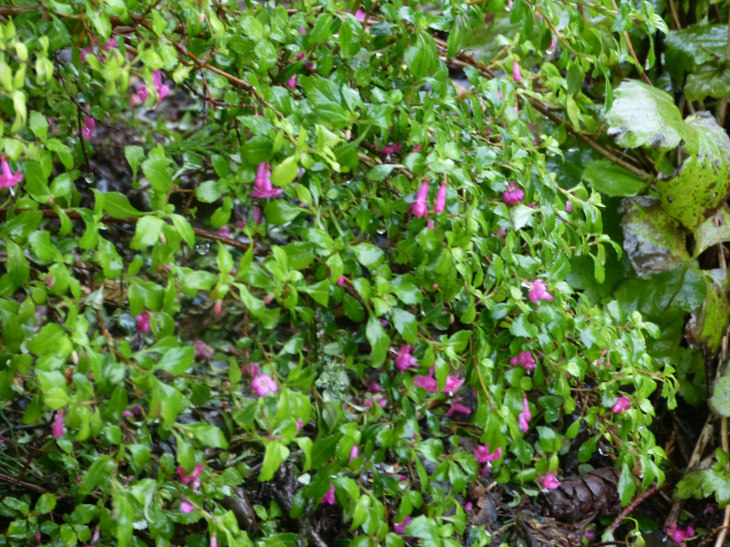 Fuchsia microphylla 1.JPG