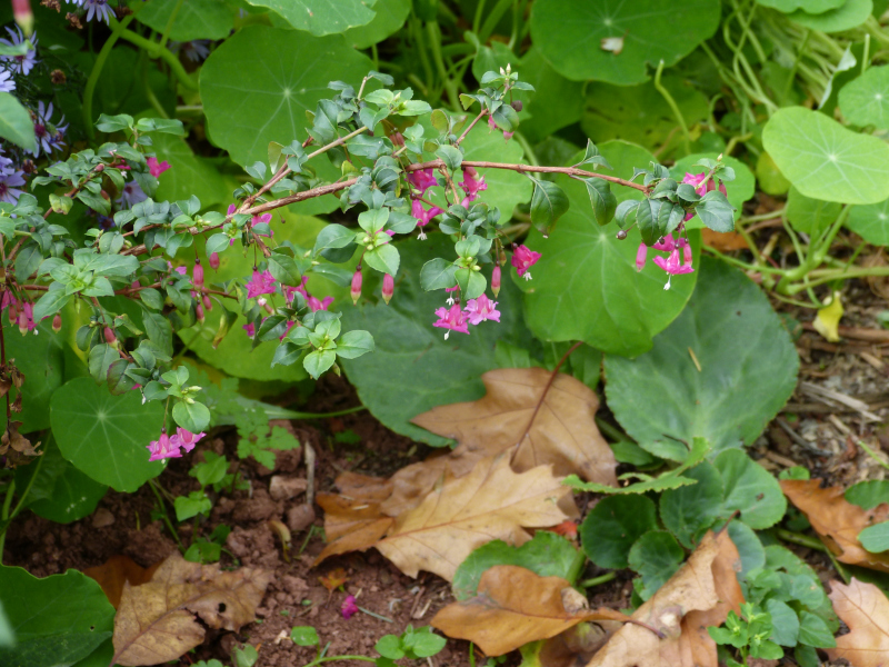 Fuchsia microphylla 2.JPG