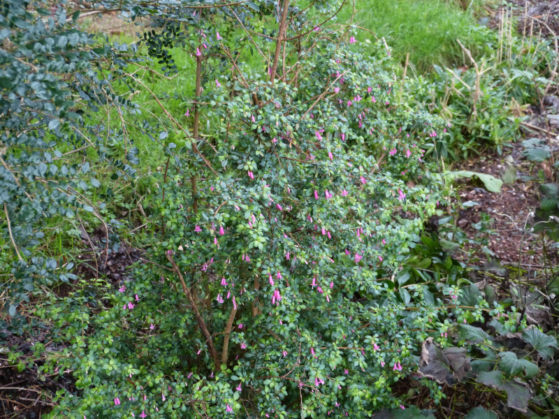 Fuchsia microphylla.JPG