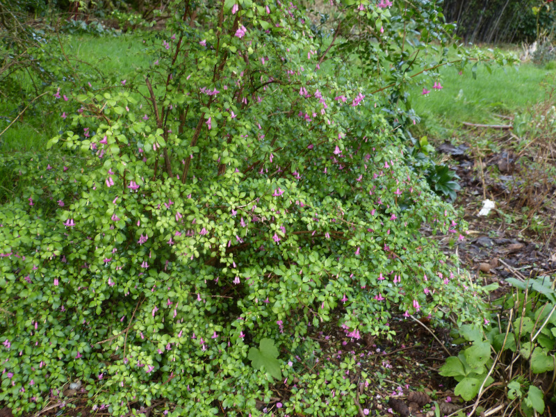 Fuchsia microphylla.JPG
