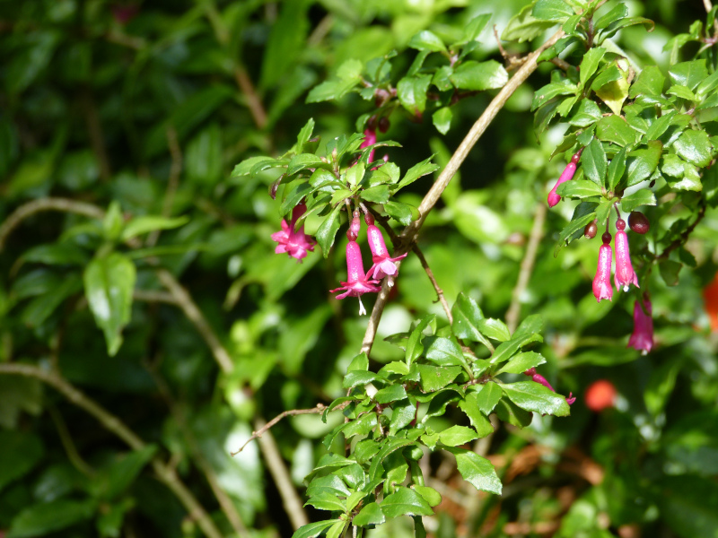 Fuchsia microphylla.JPG