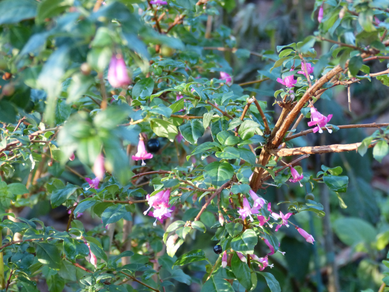 Fuchsia microphylla.JPG