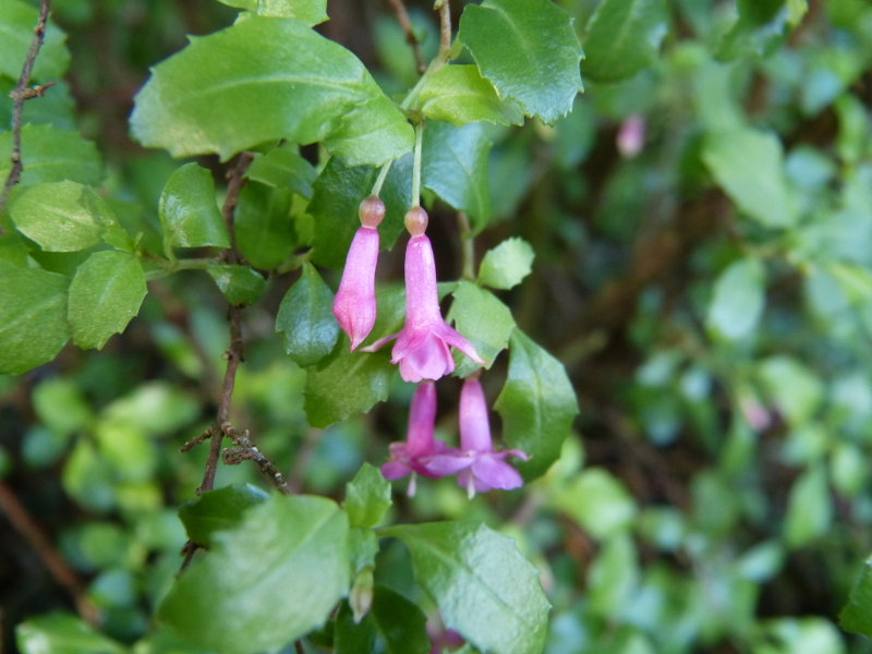 Fuchsia microphylla.JPG