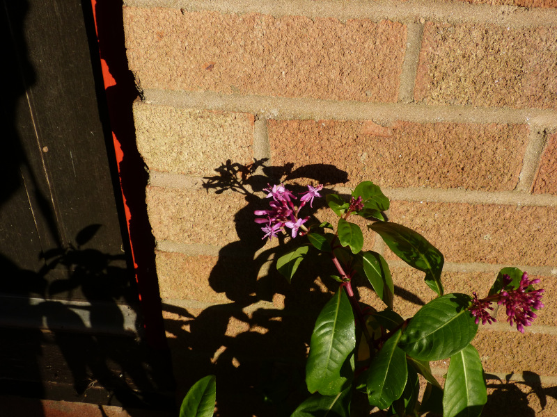 Fuchsia paniculata.JPG