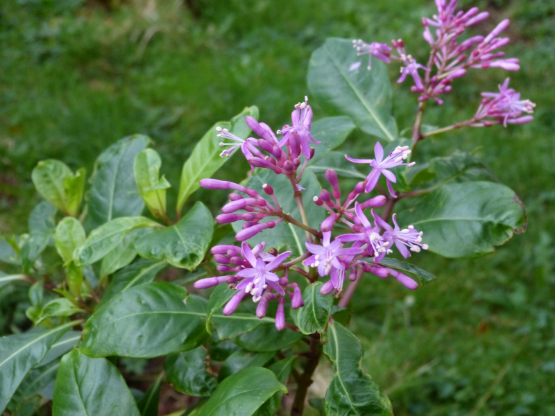 Fuchsia paniculata.JPG