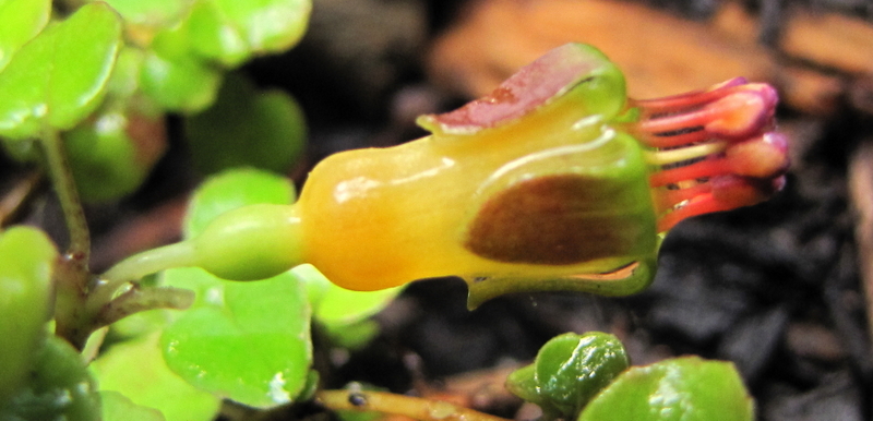 FUCHSIA  PROCUMBENS 24-08-2009 17-44-34.jpg