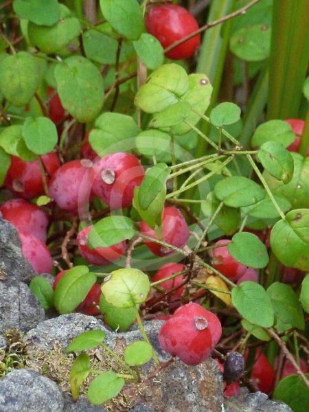 Fuchsia procumbens _ Creeping Fuchsia, Shore Fuchsia, Trailing Fuchsia ___.jpg