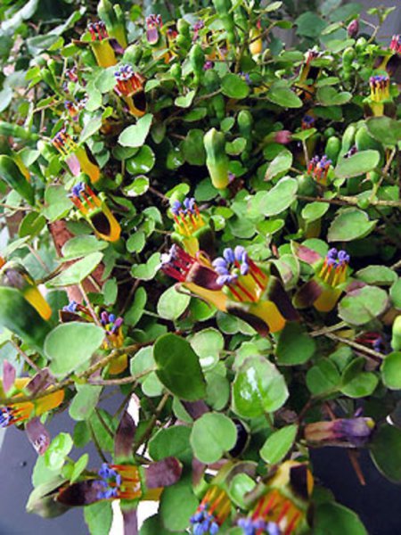 fuchsia procumbens rainbow fuchsia 7 seeds fuchsia procumbens is a ___.jpg