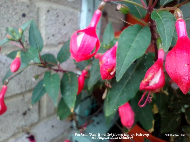 Fuchsia (Red & white) flowering on balcony 1st August 2022 (Macro).jpg