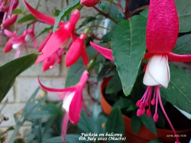 Fuchsia (Red & white) on balcony 6th July 2022 (Macro).jpg