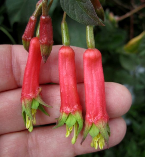 FUCHSIA  SPLENDENS 23-01-2012 11-45-26.JPG