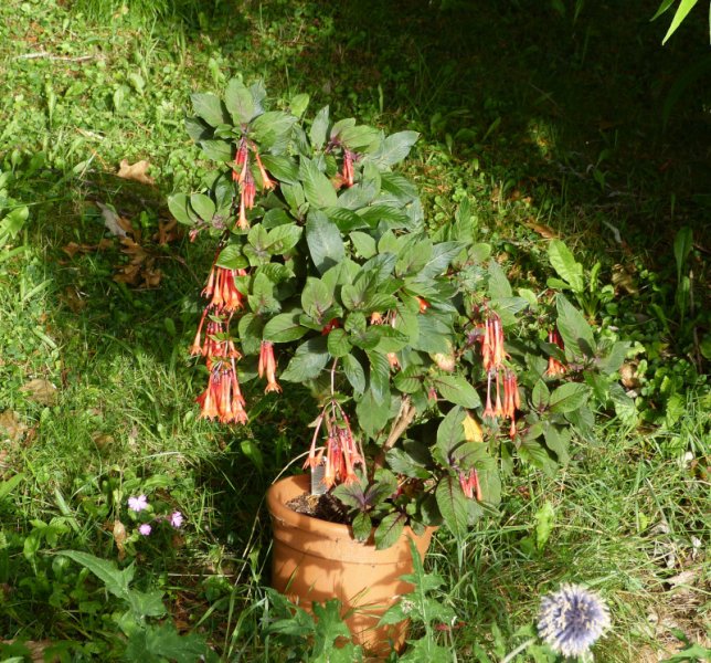 Fuchsia Thalia 1.JPG