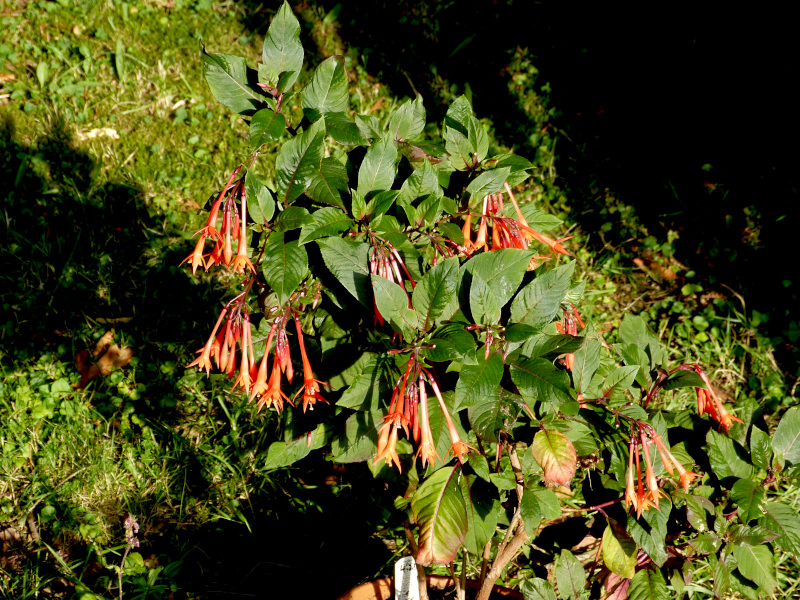 Fuchsia Thalia.JPG