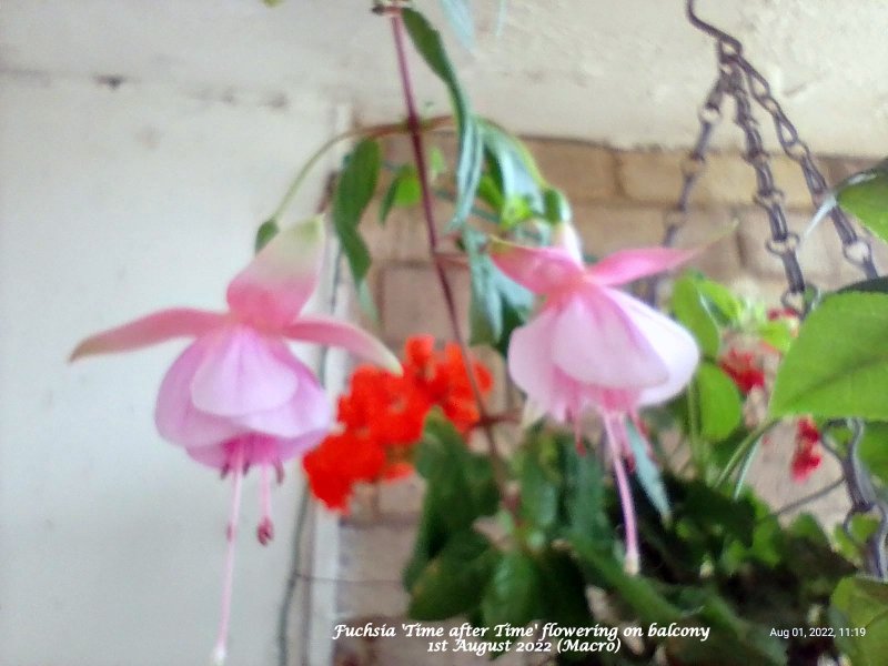 Fuchsia 'Time after Time' flowering on balcony 1st August 2022 (Macro).jpg