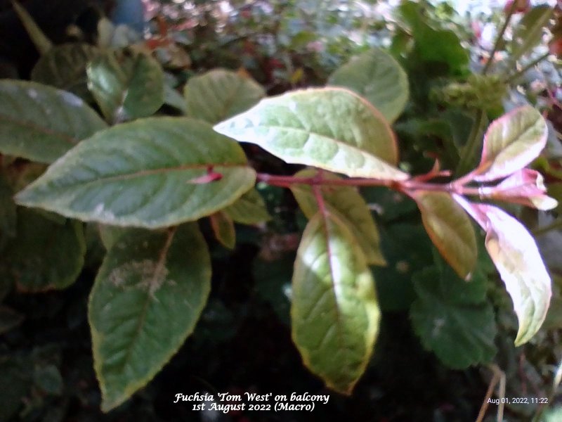 Fuchsia 'Tom West' on balcony 1st August 2022 (Macro).jpg