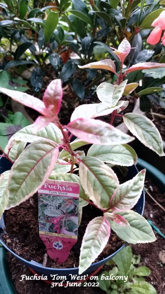 Fuchsia 'Tom West' on balcony 3rd June 2022.jpg