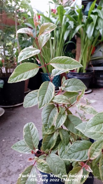 Fuchsia 'Tom West' on balcony 6th July 2022 (Macro).jpg