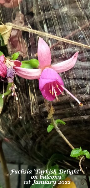 Fuchsia 'Turkish Delight' on balcony 1st January 2022.jpg