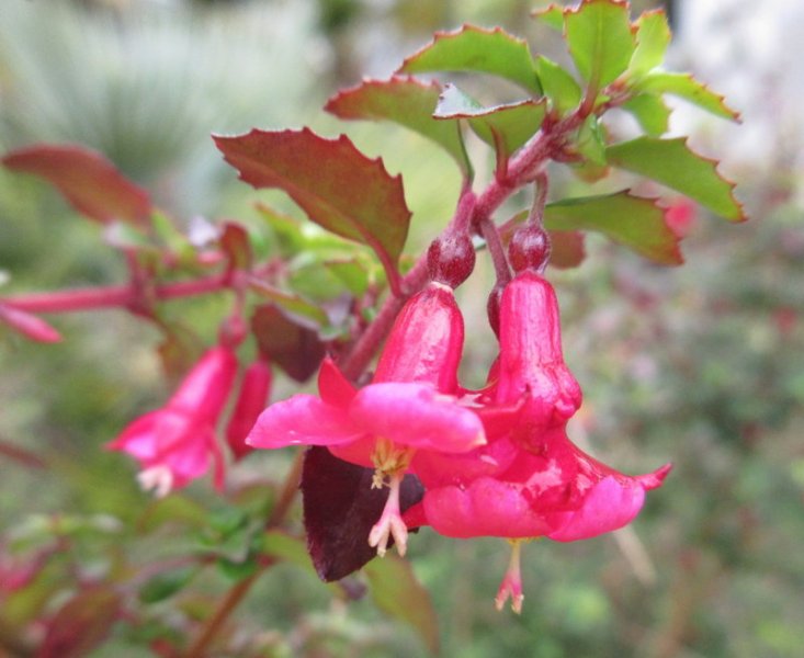 FUCHSIA  XXX 05-07-2024 10-52-00.JPG