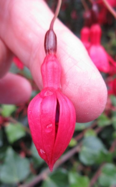 FUCHSIA  XXX 20-09-2021 13-39-49.JPG