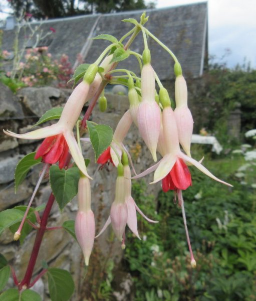 FUCHSIA  XXX 27-Jul-17 2-27-15 PM.JPG