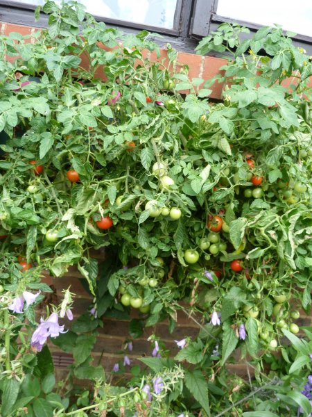 Fuchsias and Maskotkas today 19th August 2012 005.JPG