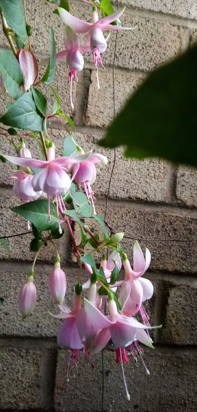 Fuchsias 'Time after Time' on balcony 19th September 2021 001.jpg