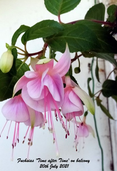 Fuchsias 'Time after Time' on balcony 20th July 2021.jpg