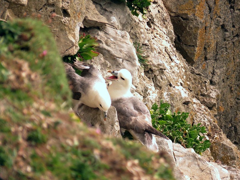 FULMAR 1.jpg