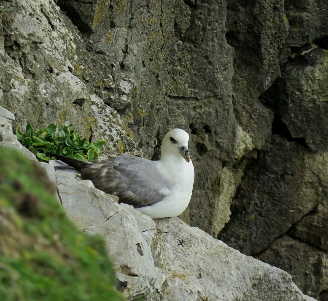 fulmar 1.jpg