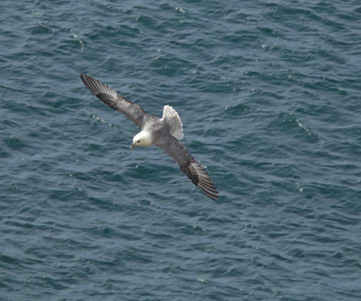 Fulmar 1.JPG