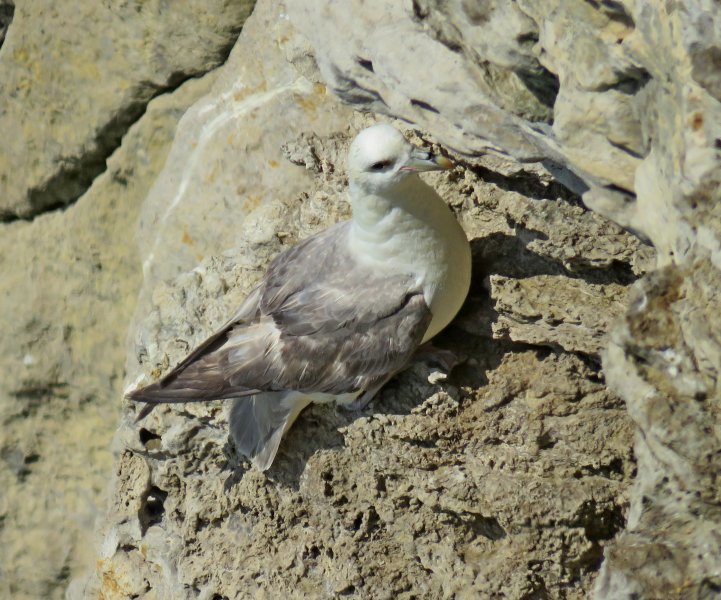 fulmar.JPG