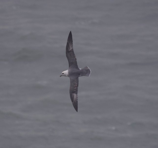 fulmar.jpg