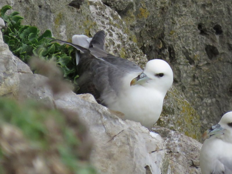 FULMAR1.JPG