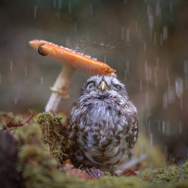 funny-wet-owls1.jpg