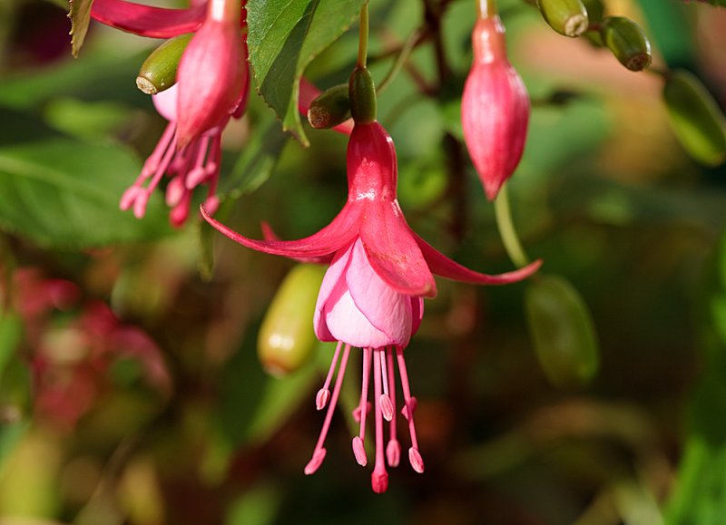 Fuschia-4.jpg
