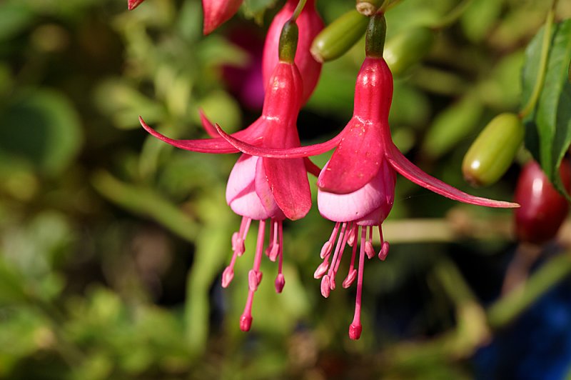 Fuschia-5.jpg
