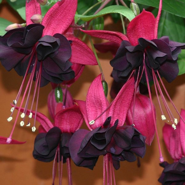 Fuschia_Blacky.jpg