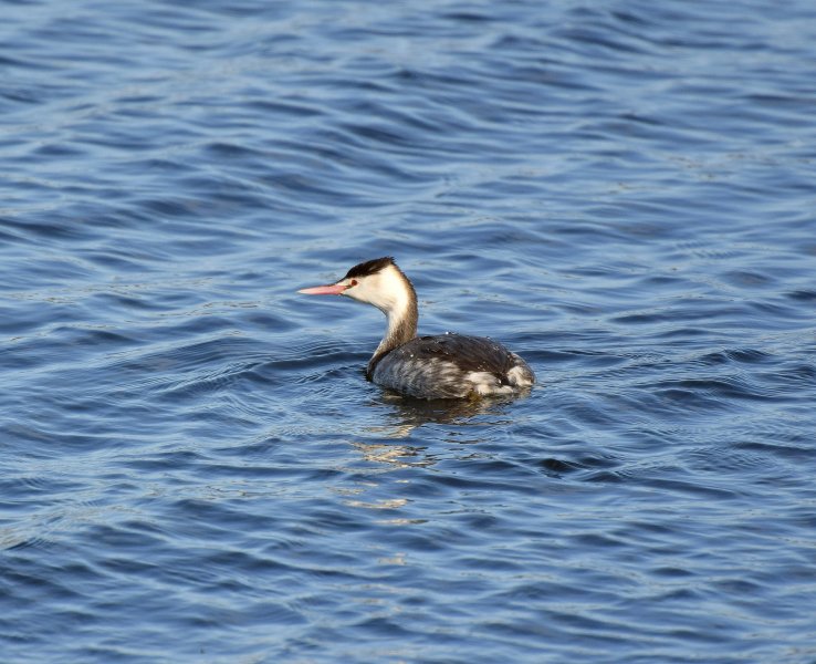 G C Grebe.jpg