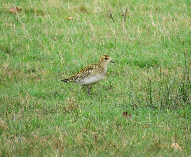 G Plover 9.JPG