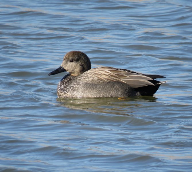 GADWALL 1.JPG