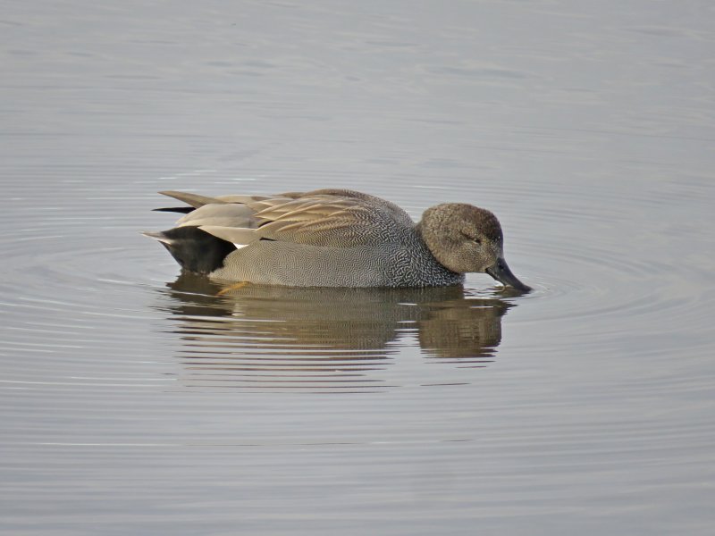 GADWALL 1.JPG