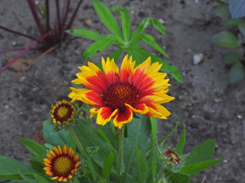 Gaillardia Arizona Sun.JPG