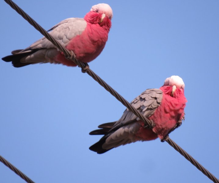 Galahs.jpg