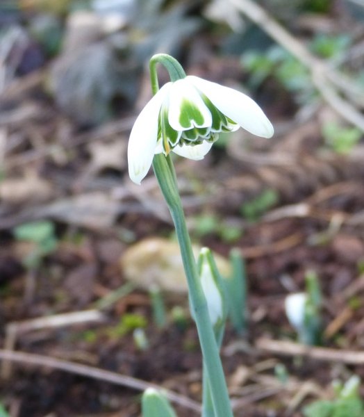 Galanthus Dionysus.JPG