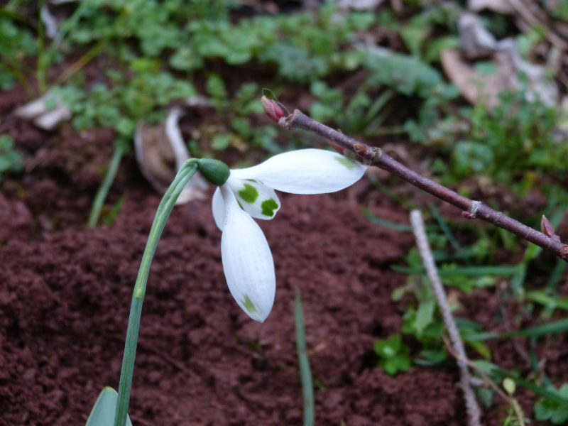 Galanthus elwesii Henley Greenspot.JPG