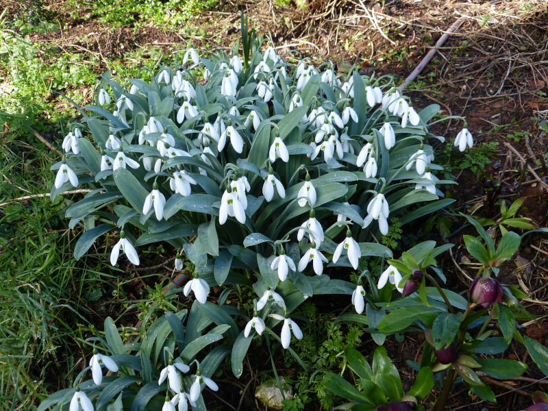 Galanthus elwesii monostctus.JPG