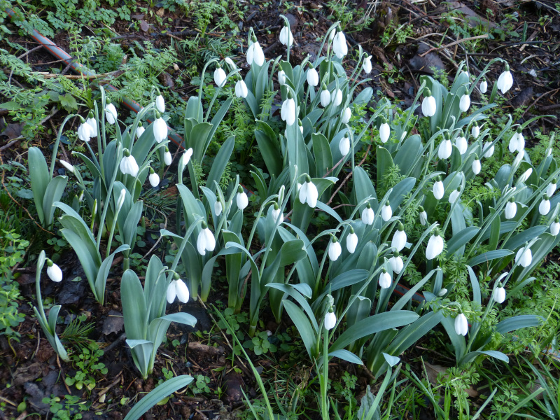 Galanthus elwesii monostictus.JPG